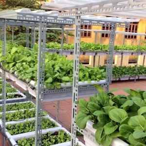 ke-sat-v-lo-trong-rau-sach-tai-nha-ke-bac-thang-da-nang-gia-re-huu-khang